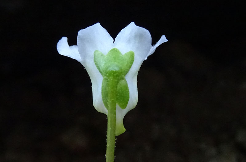Pinguicula alpina / Pinguicola alpina